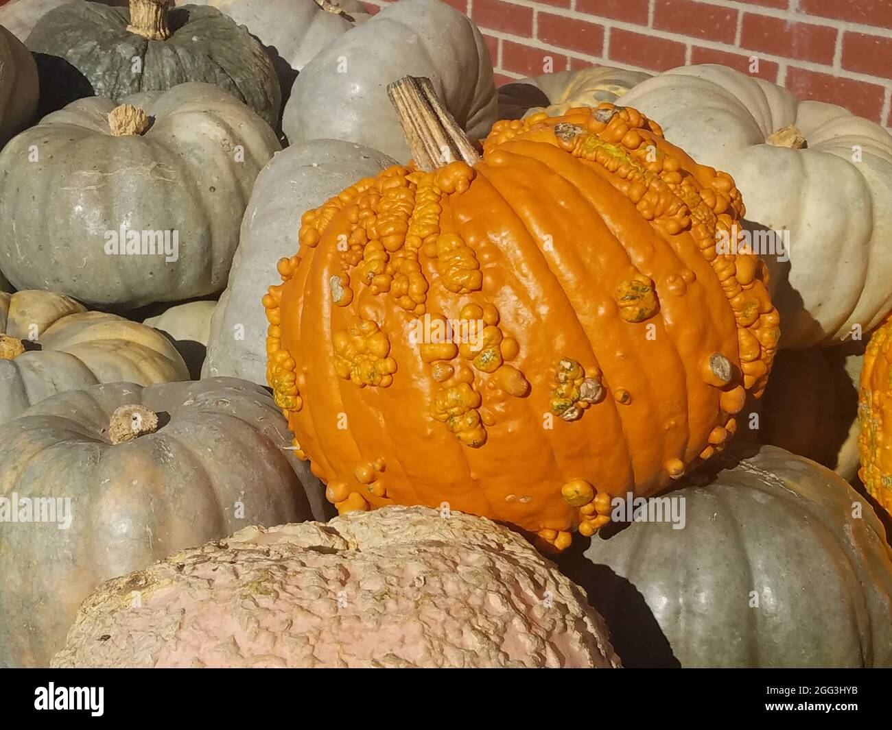 Zucche d'arancia Warty appoggiate su un mucchio di zucche di Cenerentola pallida contro un muro di mattoni Foto Stock