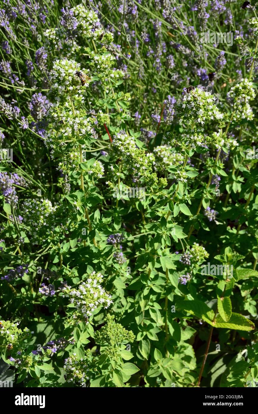 Origano, marjoram selvatico, Origan, Origanum vulgare, szurokfű, Ungheria, Magyarország, Europa Foto Stock