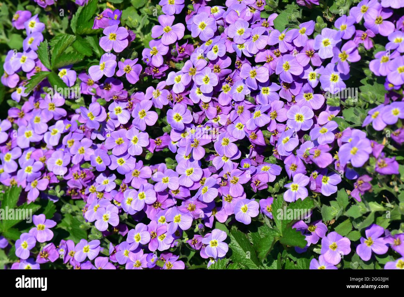 Aubretia, Blaukisse, Aubrieta x cultorum, pázsitviola, Ungheria, Magyarország, Europa Foto Stock