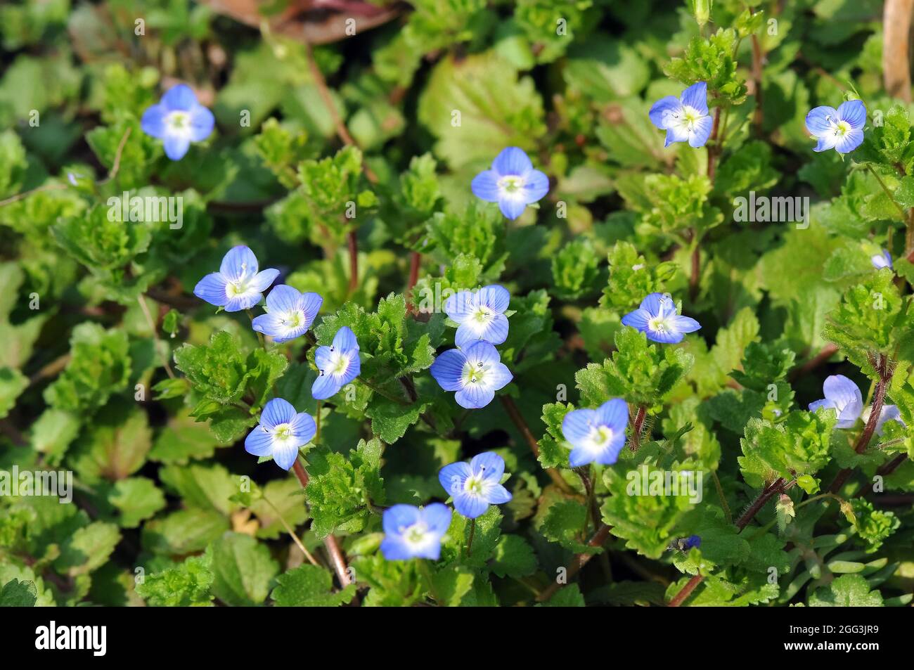 Birdeye speedwell, common Field-speedwell, Persischer Ehrenpreis, Véronique de perse, Veronica persica, perzsa veronika, Ungheria, Magyarország, Europa Foto Stock