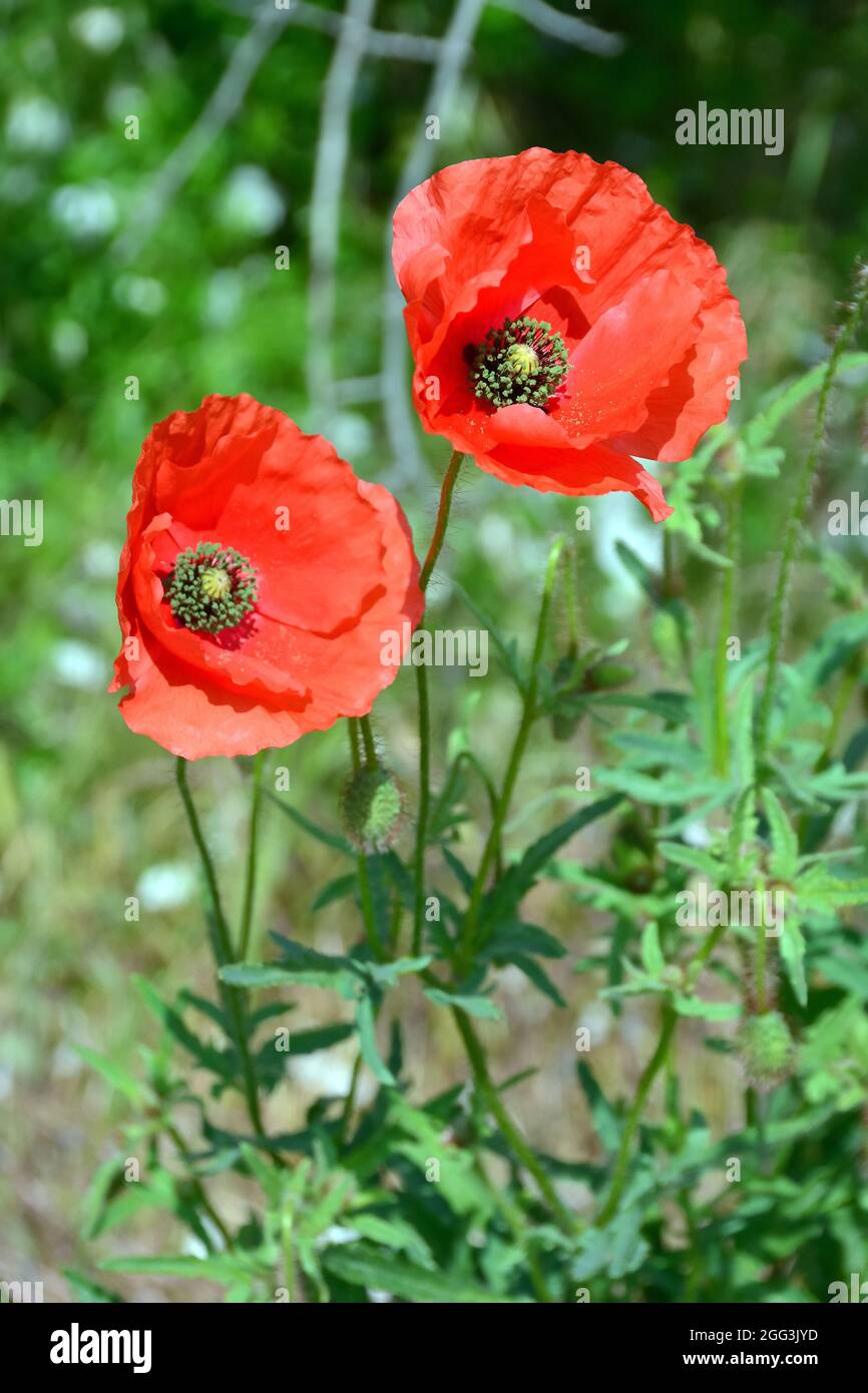Papavero comune, papavero di mais, rosa di mais, papavero di campo, papavero delle Fiandre o papavero rosso, Klatschmohn, pipacs vagy vadmák. Papaver rhoeas, Ungheria, Europa Foto Stock