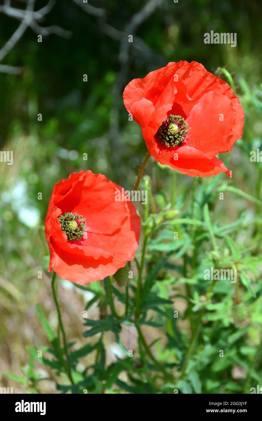 Papavero comune, papavero di mais, rosa di mais, papavero di campo, papavero delle Fiandre o papavero rosso, Klatschmohn, pipacs vagy vadmák. Papaver rhoeas, Ungheria, Europa Foto Stock