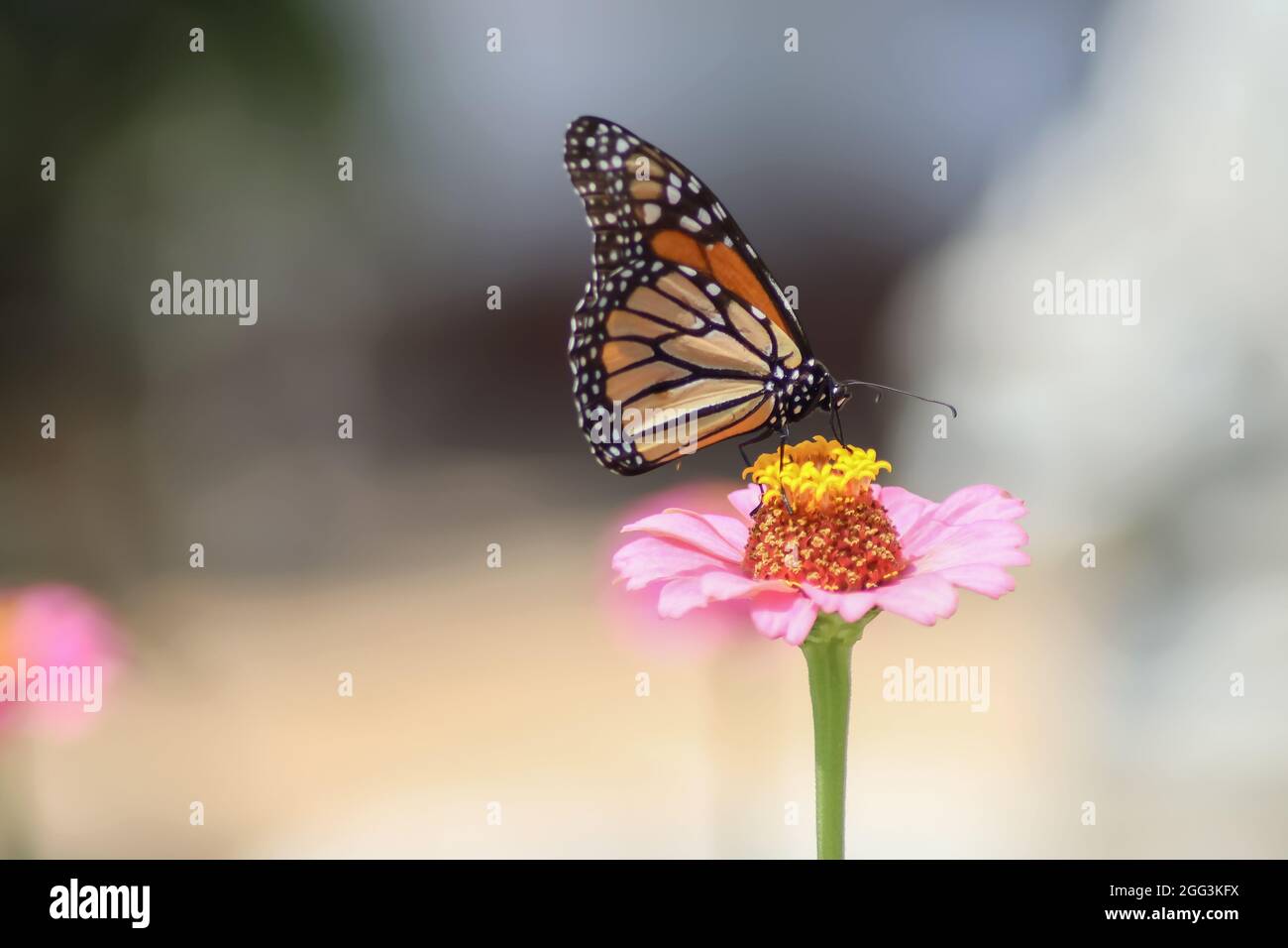 Farfalla monarca su zinnia rosa - fuoco selettivo con sfondo sfocato chiaro Foto Stock