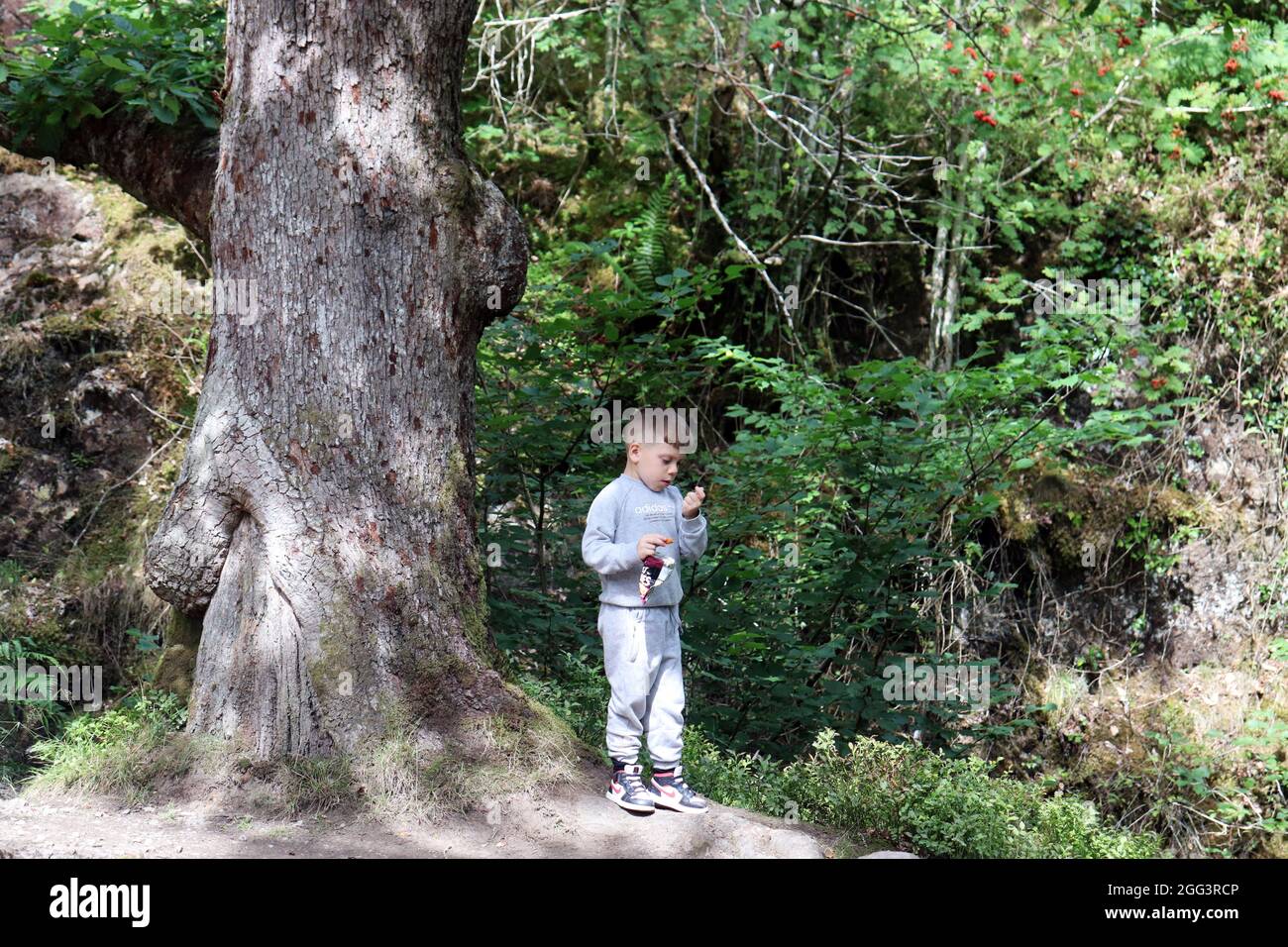 Bambini nella Foresta di Penrith Foto Stock