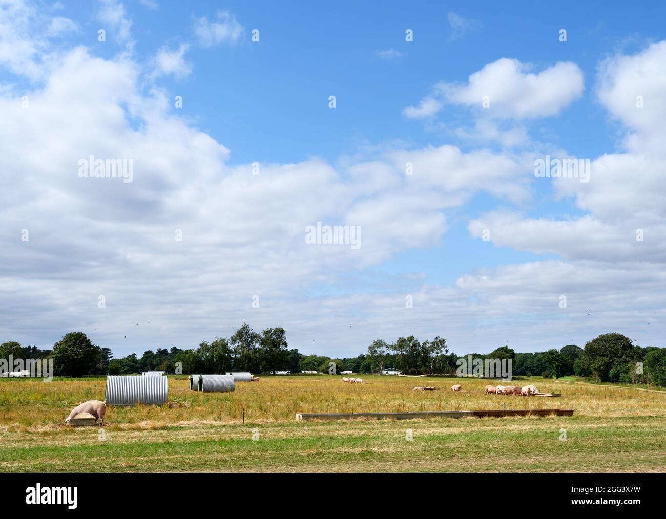 Pig Farm, Sutton Hoo, Suffolk, Inghilterra, Regno Unito Foto Stock