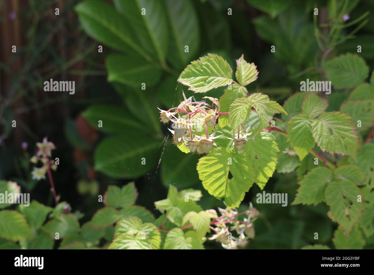 Stabilimento di lamponi. Foto Stock