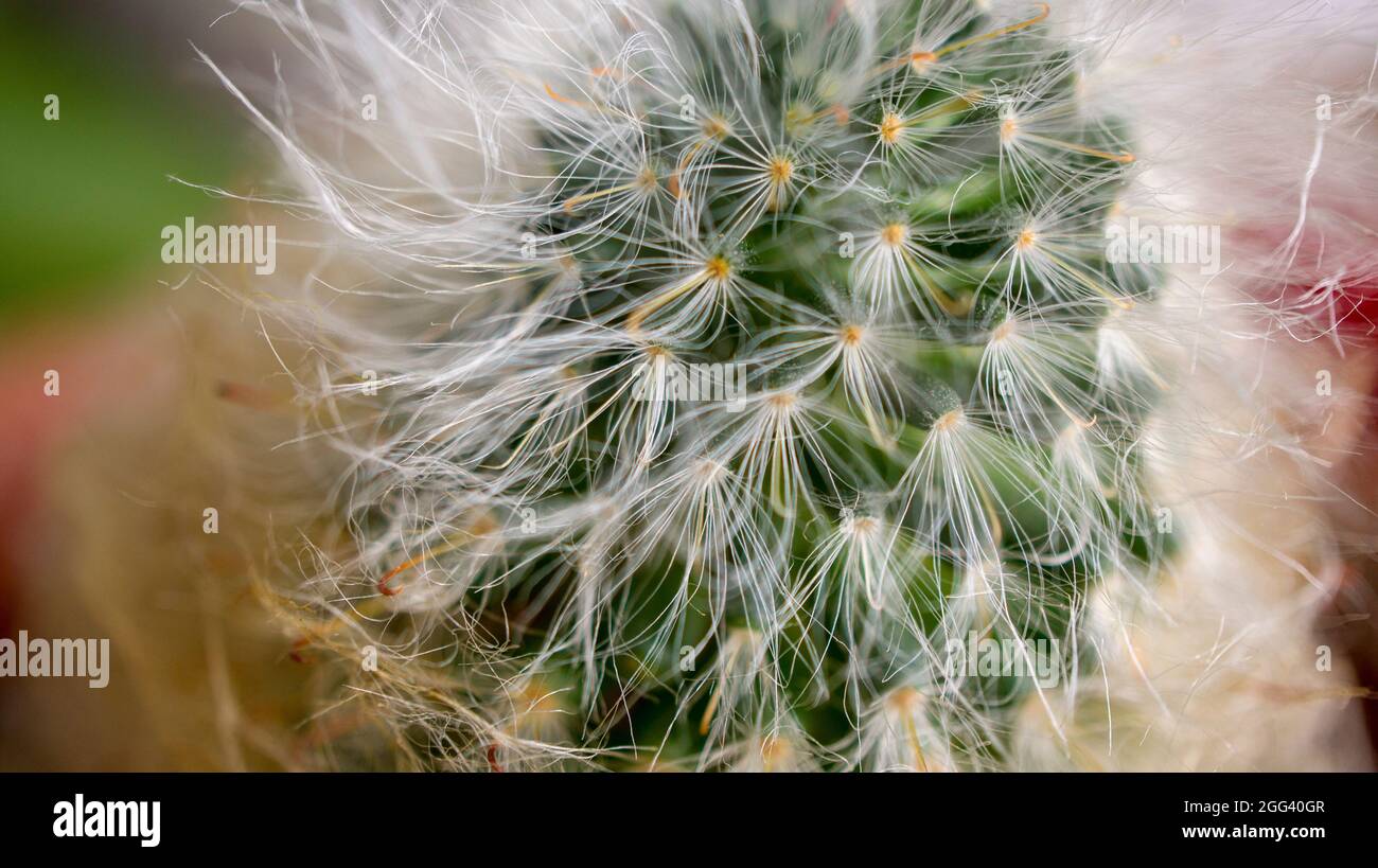 Close up di cactus Foto Stock
