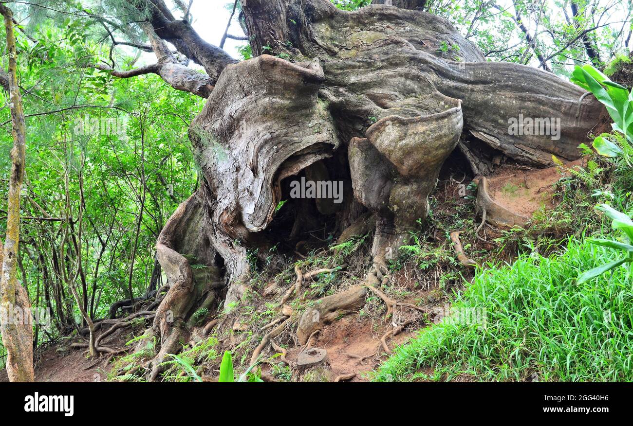 Vecchio albero in natura Foto Stock