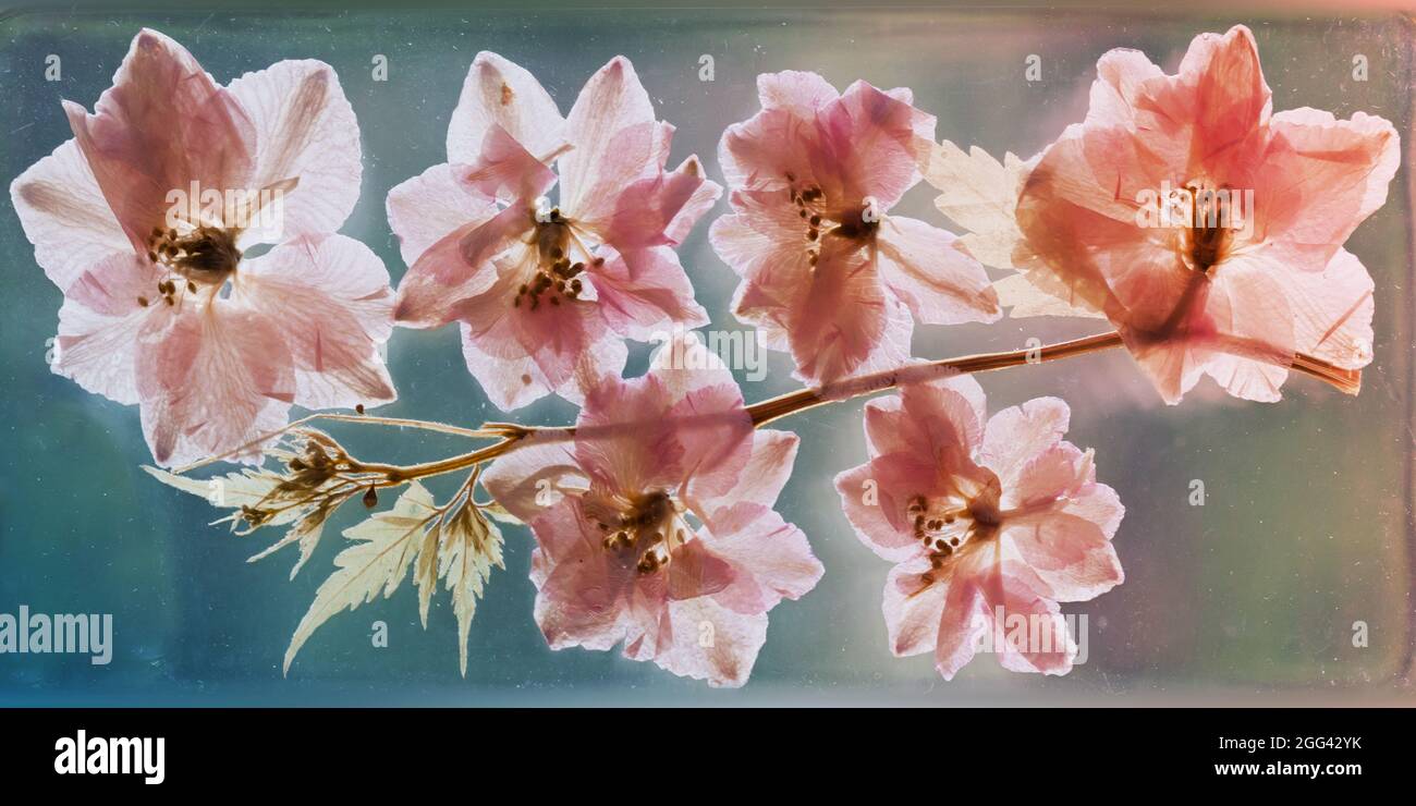 Fiori rosa secco pressati primo piano, decorazione naturale foto di sfondo Foto Stock