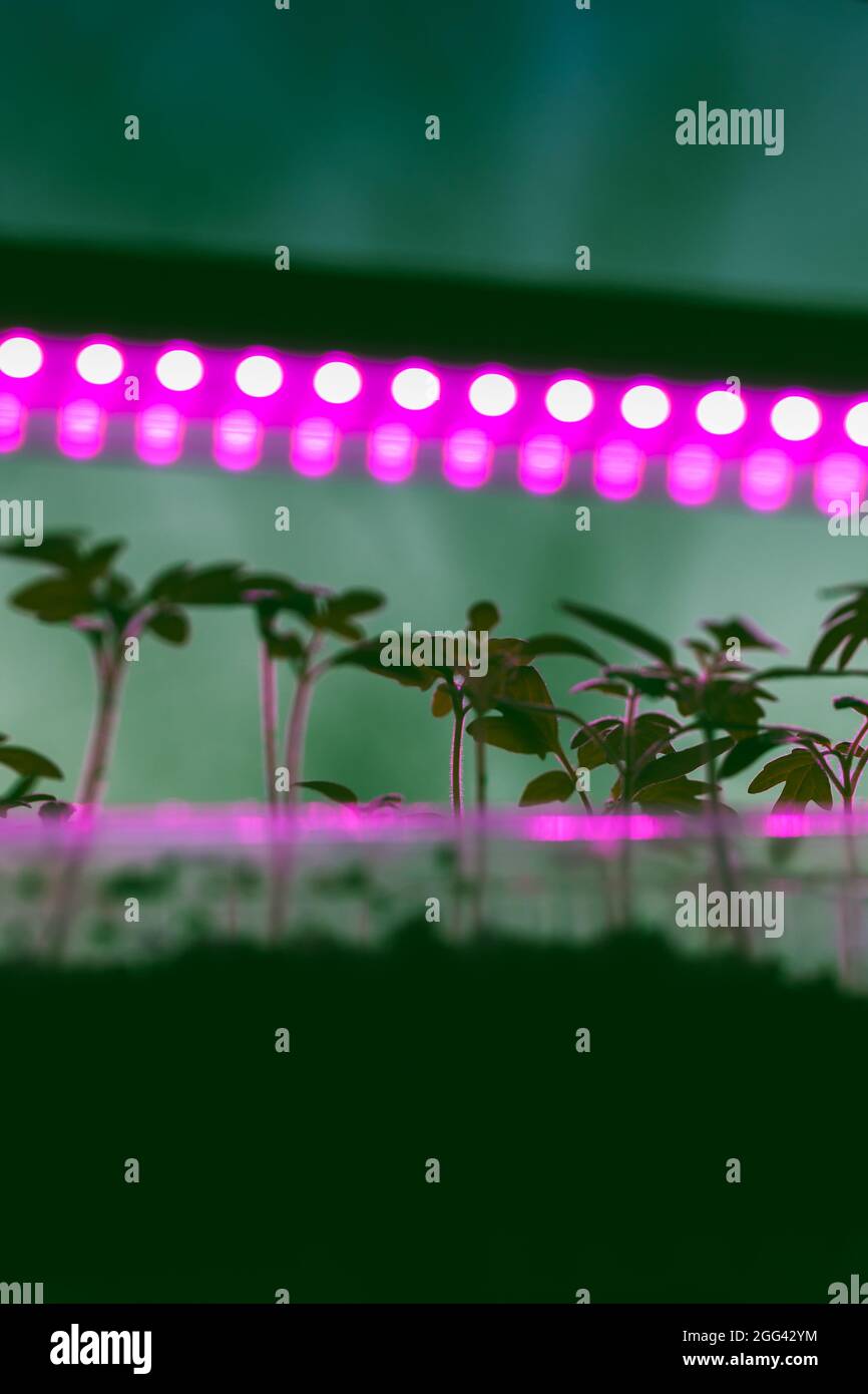 Sistema di illuminazione per l'agricoltura interna con piantine di piante che crescono in scatole di plastica sotto fito lampada a spettro completo Foto Stock