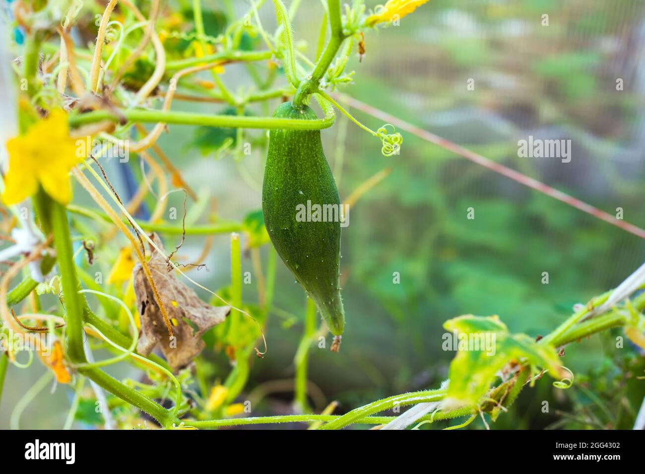 Un grosso cetriolo appeso su un ramo in una serra Foto Stock