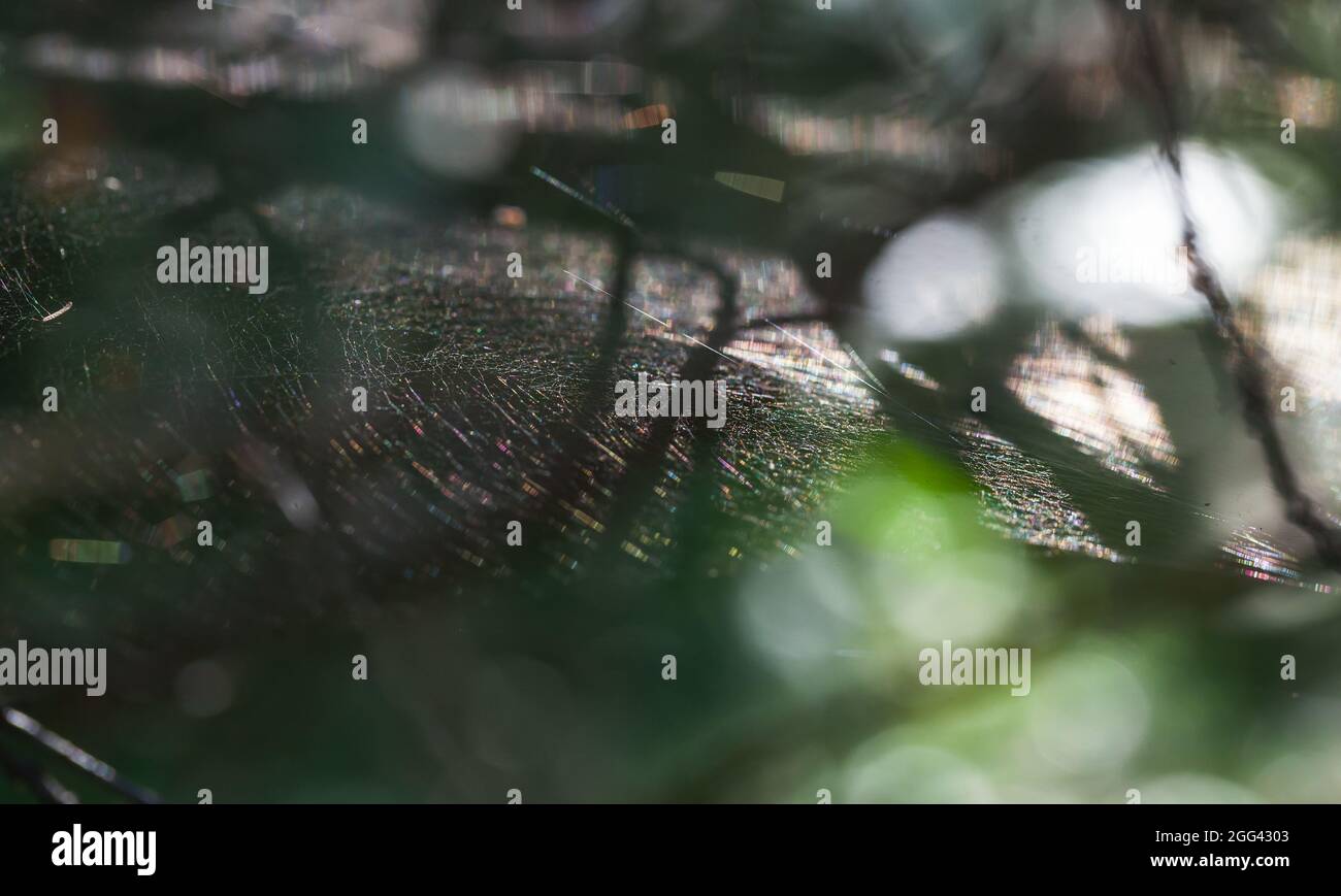 Spiderweb in una foresta in una giornata di sole, foto da vicino con soft fuoco selettivo Foto Stock