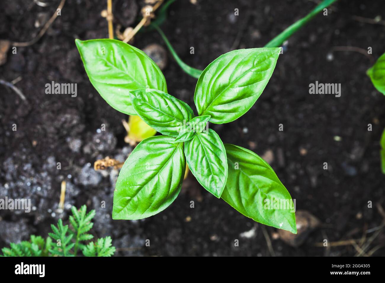 Foto da vicino Green Basil Plant, vista dall'alto Foto Stock