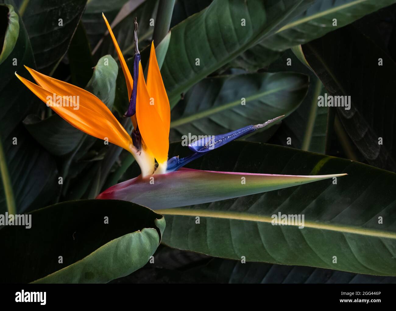 bellissimo uccello del paradiso fiore closeup in un verde scuro giardino foglia impostazione Foto Stock