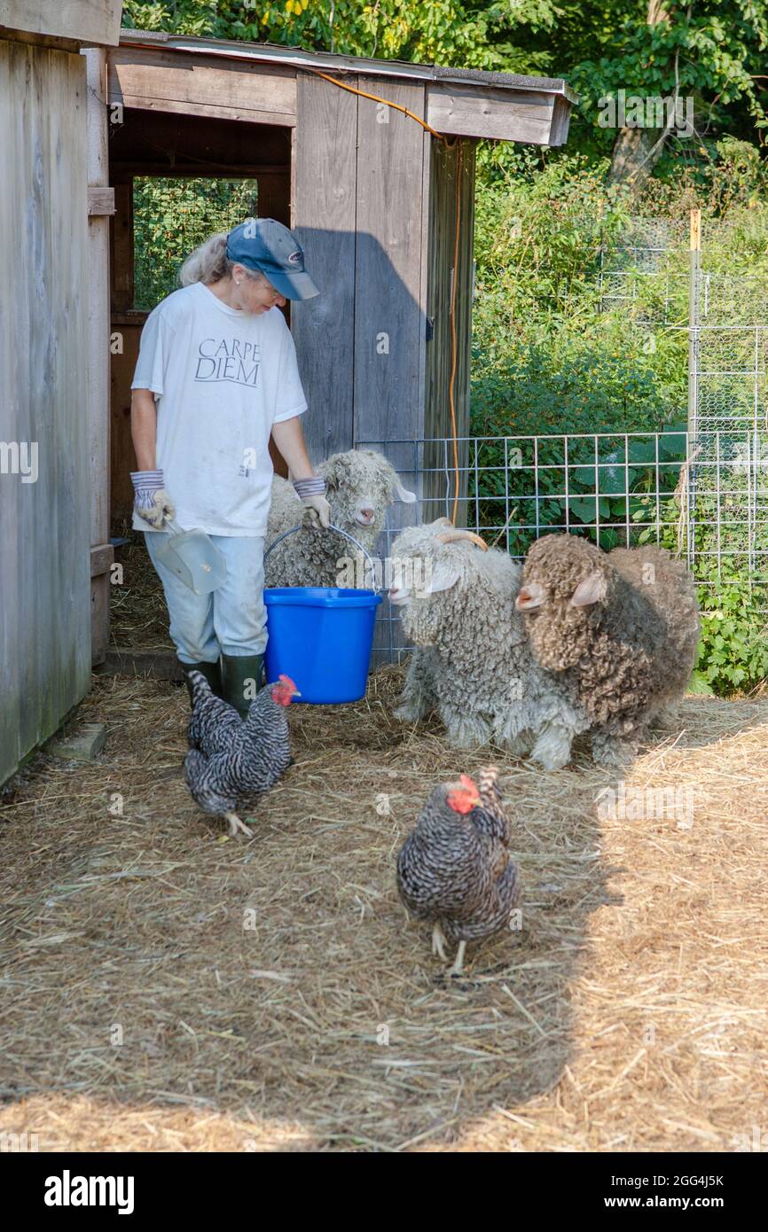 Un coltivatore in Massachusetts che alimenta le sue capre di angora Foto Stock