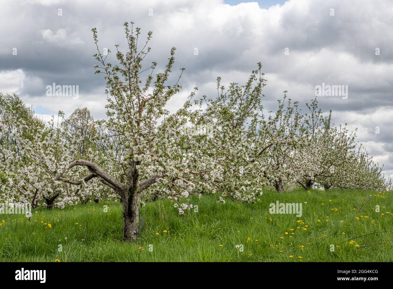 Un frutteto di mele del Massachusetts in primavera Foto Stock