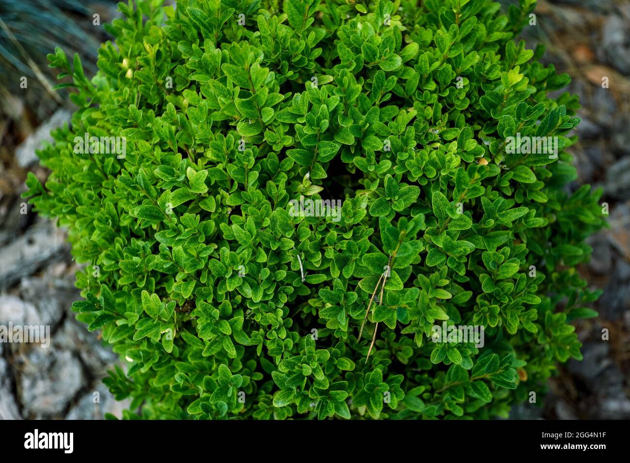 Vista dall'alto, pianta verde a forma di palla, primo piano. Foto di alta qualità Foto Stock