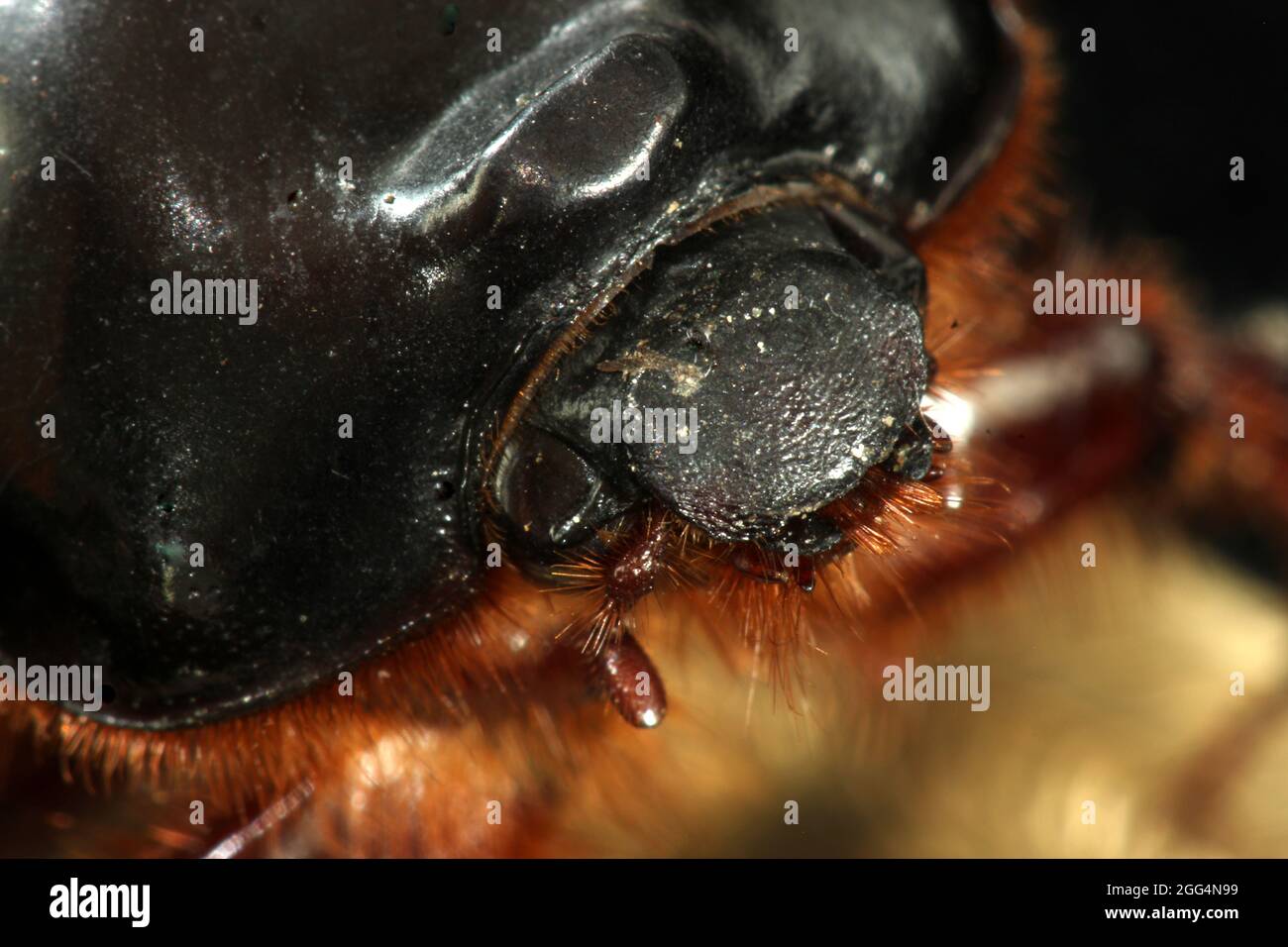 Scarabeo di sabbia (Pericoptus trunkus) Foto Stock