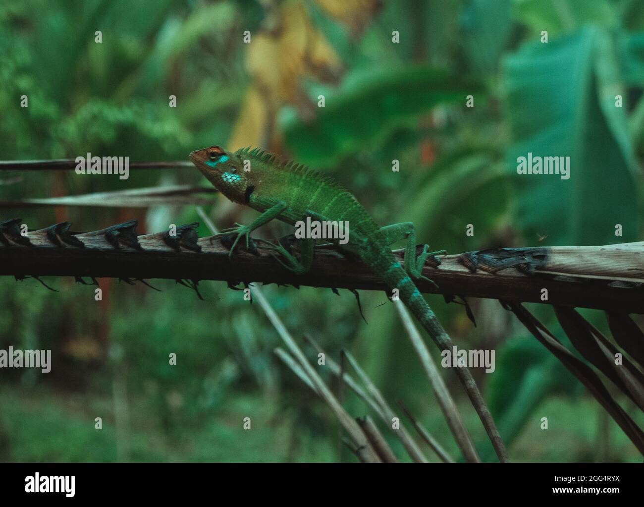 Bella immagine di una lucertola maschio molto colorata che giace su un ramo con uno sfondo sfocato Foto Stock