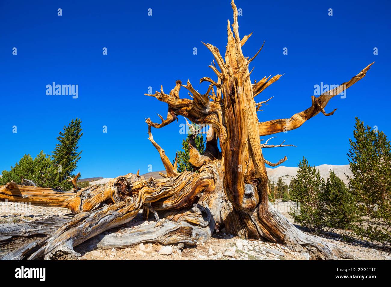 Antico pino bristlecone che mostra il ritorto e gnarled features.California, USA. Foto Stock