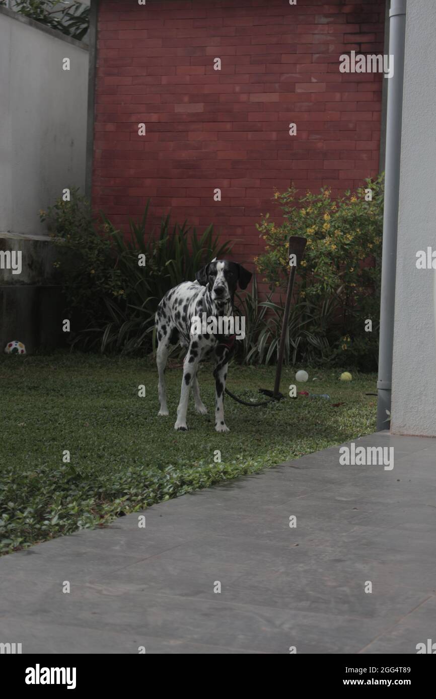 Primo piano di un cane dalmata di razza incrociata vivono in una casa e guardando dritto in avanti verso gli uomini fotocamera con terra erbosa Foto Stock