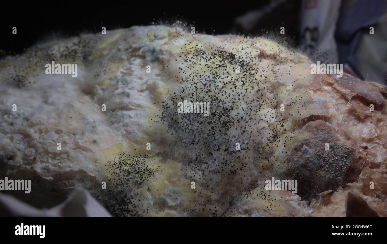 Un'immagine ravvicinata della crescita di muffa e funghi e di altri microrganismi sul pane a causa della scadenza del pane Foto Stock