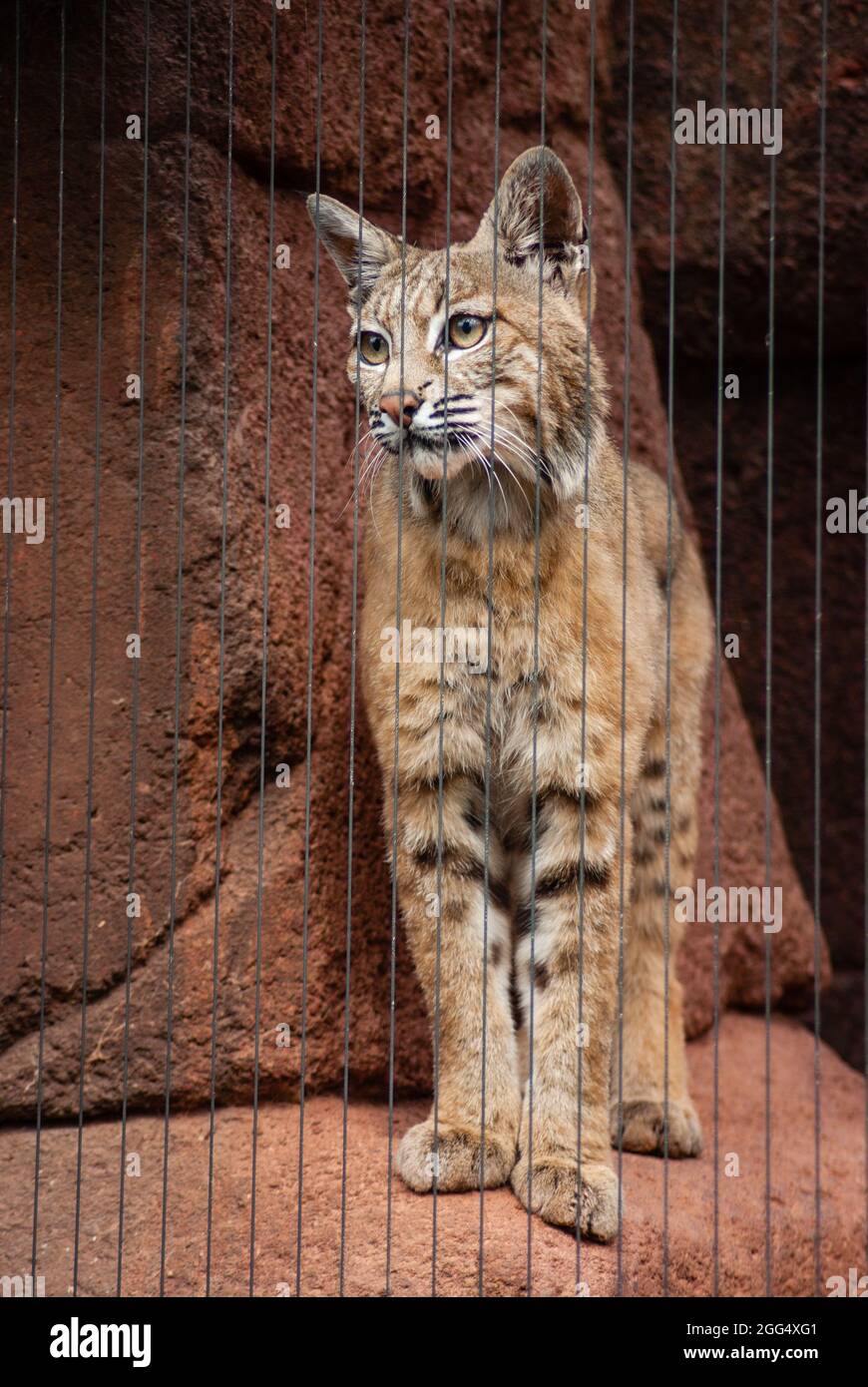 Homesick bobbcat dietro sbarre in piedi su roccia Foto Stock