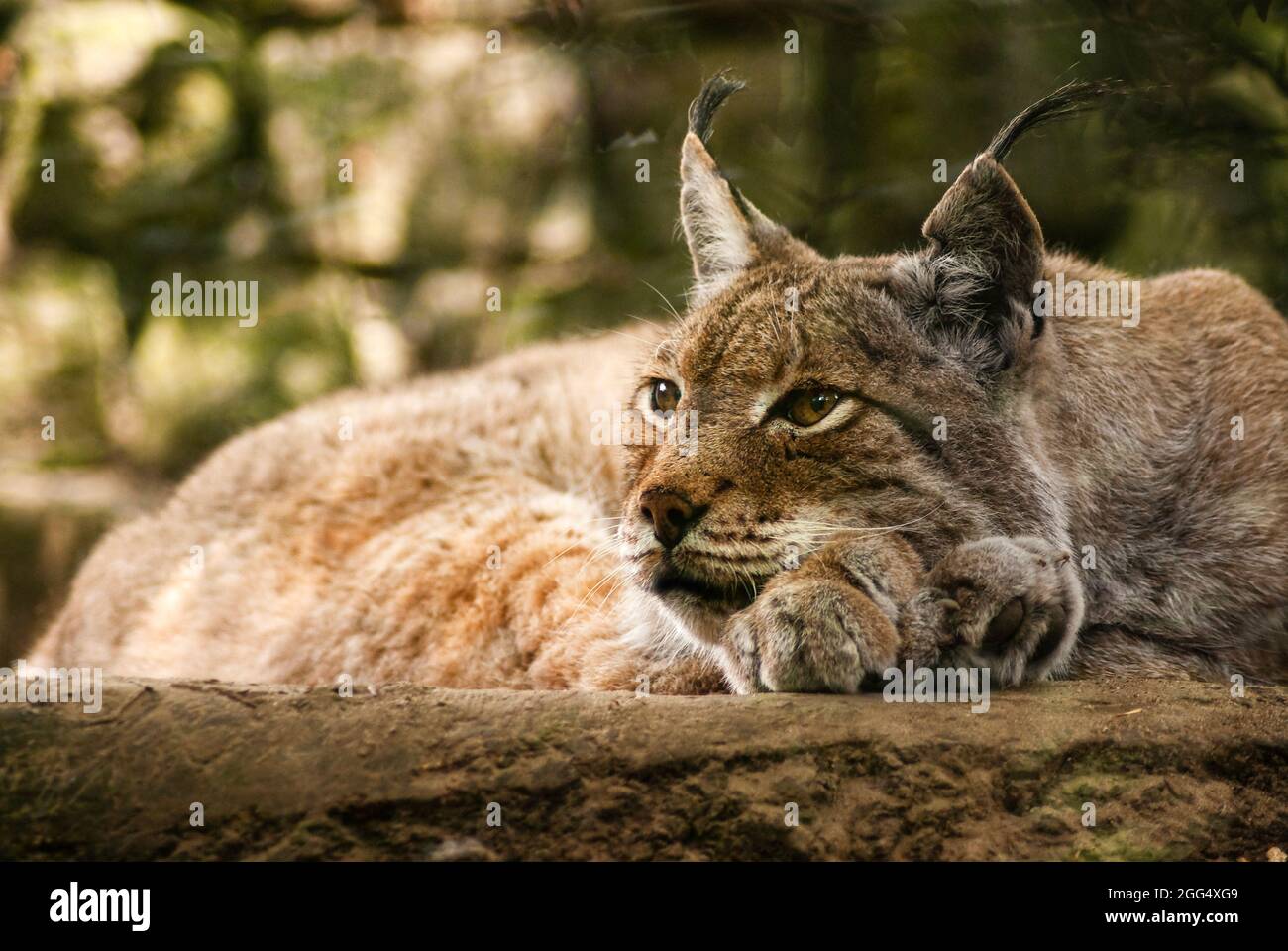 Lynx snooze e allerta contemporaneamente. Primo piano. IUCN stato di conservazione LC preoccupazione minima. Fauna selvatica - prigioniero. Fotografia dello zoo Foto Stock
