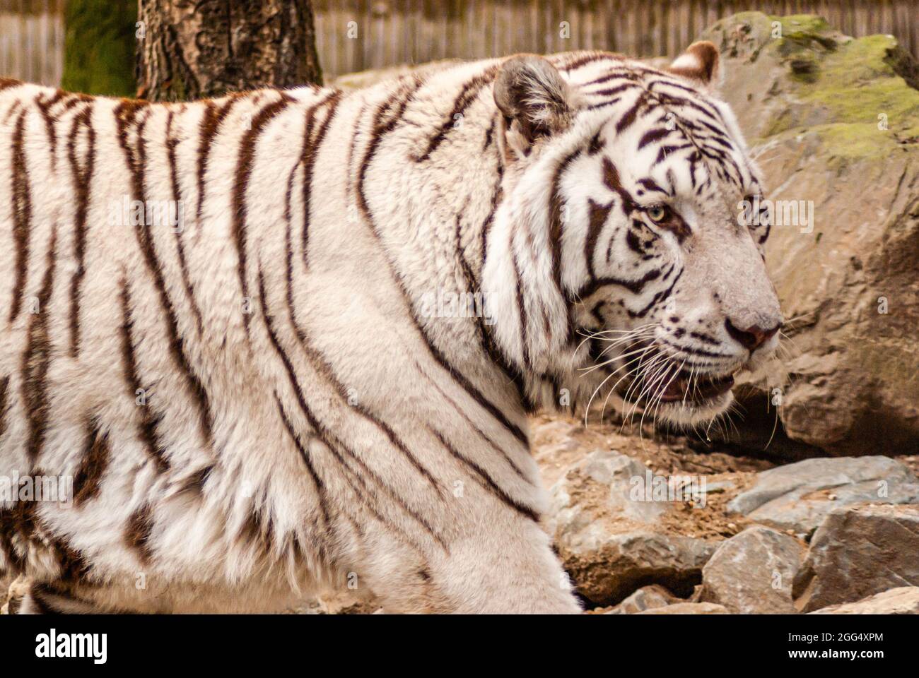 Tigre bianca in Ouwehands Dierenpark zoo Rhenen. Profilo testa da primo piano con sfondo roccioso. Foto Stock