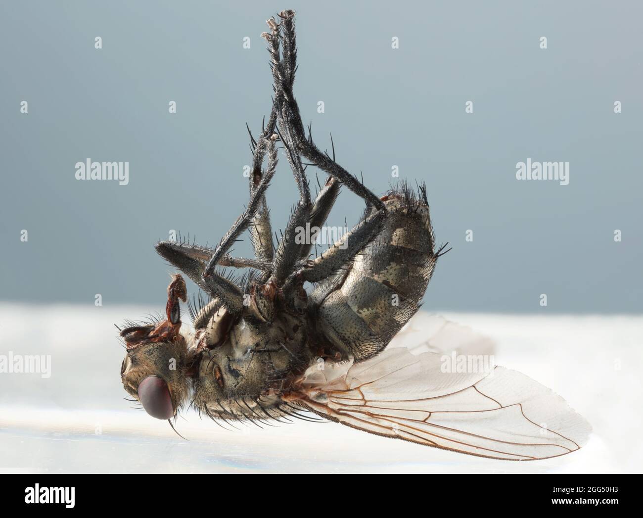 dead fly macro close up Foto Stock