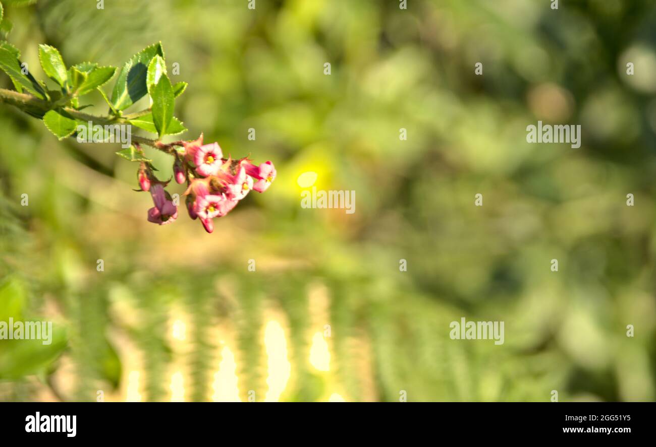 Boccola con fiori di colore rosa Foto Stock