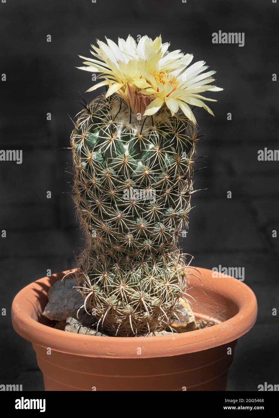 Un Coryphantha in miniatura giallo fiorito irradia il riccio marino o il rinoceros Cactus in un vaso color ruggine su uno sfondo grigio scuro sfocato Foto Stock