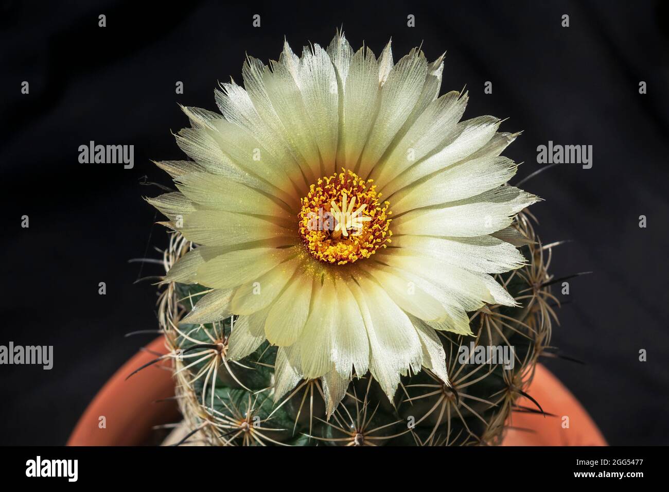 Un Rhinoceos giallo Coryphantha irradia il fiore di Cactus sulla parte superiore della pianta in vaso con uno sfondo nero Foto Stock