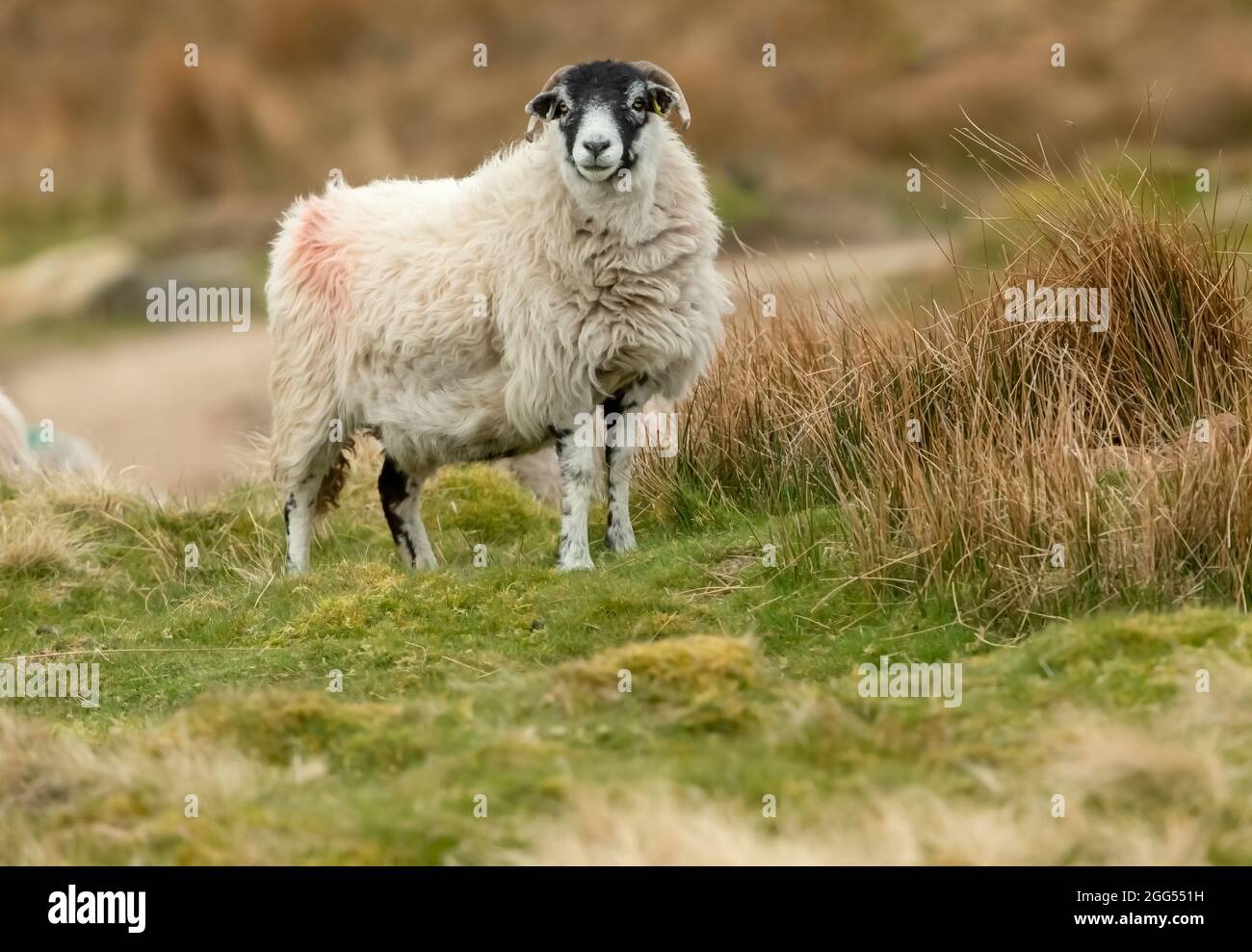 Swaledale Sheep, una razza originaria del North Yorkshire, rivolta in avanti in natura ruvida, brughiera pascolo terra all'inizio della primavera. Sfondo sfocato. Foto Stock