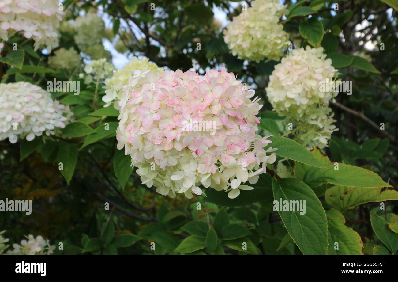 Hydrangea paniculata o hydrangea panicle con delicati petali rosa tinged Foto Stock