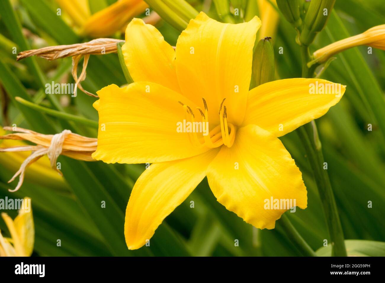 Fragrante fiore giallo giglio Hemerocallis J.S. Gayner Foto Stock