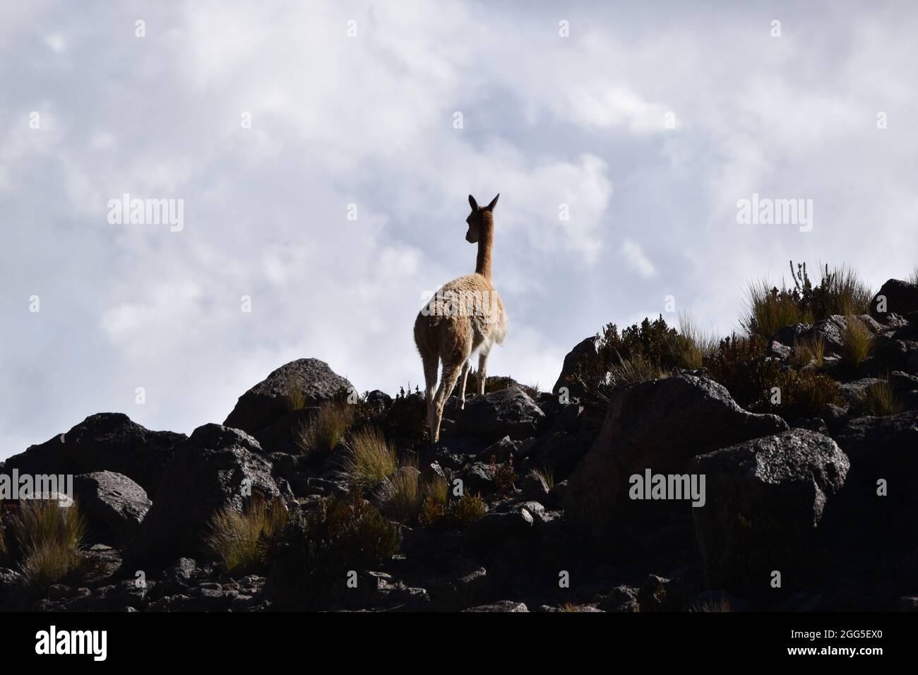 Una Vicuña che si posa sulle rocce del monte Chimborazo - Ecuador Foto Stock