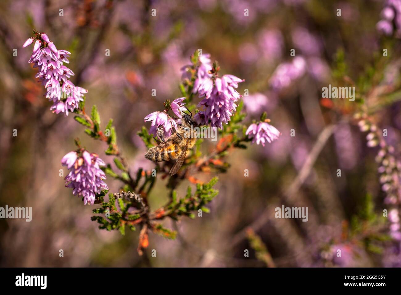 Ape su erica comune fiorita (Calluna vulgaris) nel Wahner Heath vicino Telegraphen collina, Troisdorf, Nord Reno-Westfalia, Germania. Honigb Foto Stock