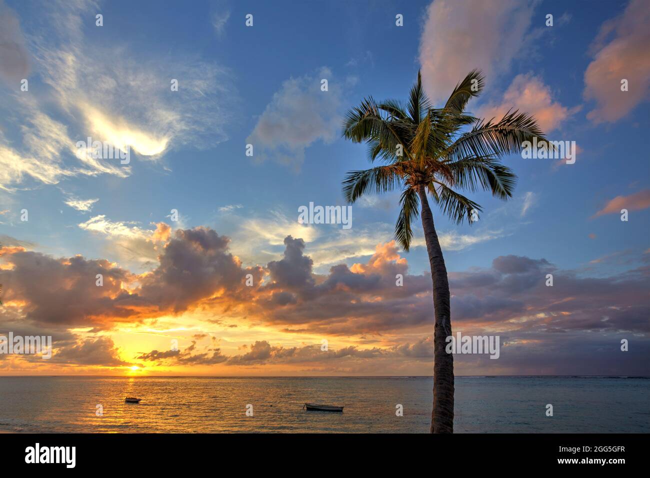 Palme al tramonto a le Morne Brabant, Mauritius Foto Stock