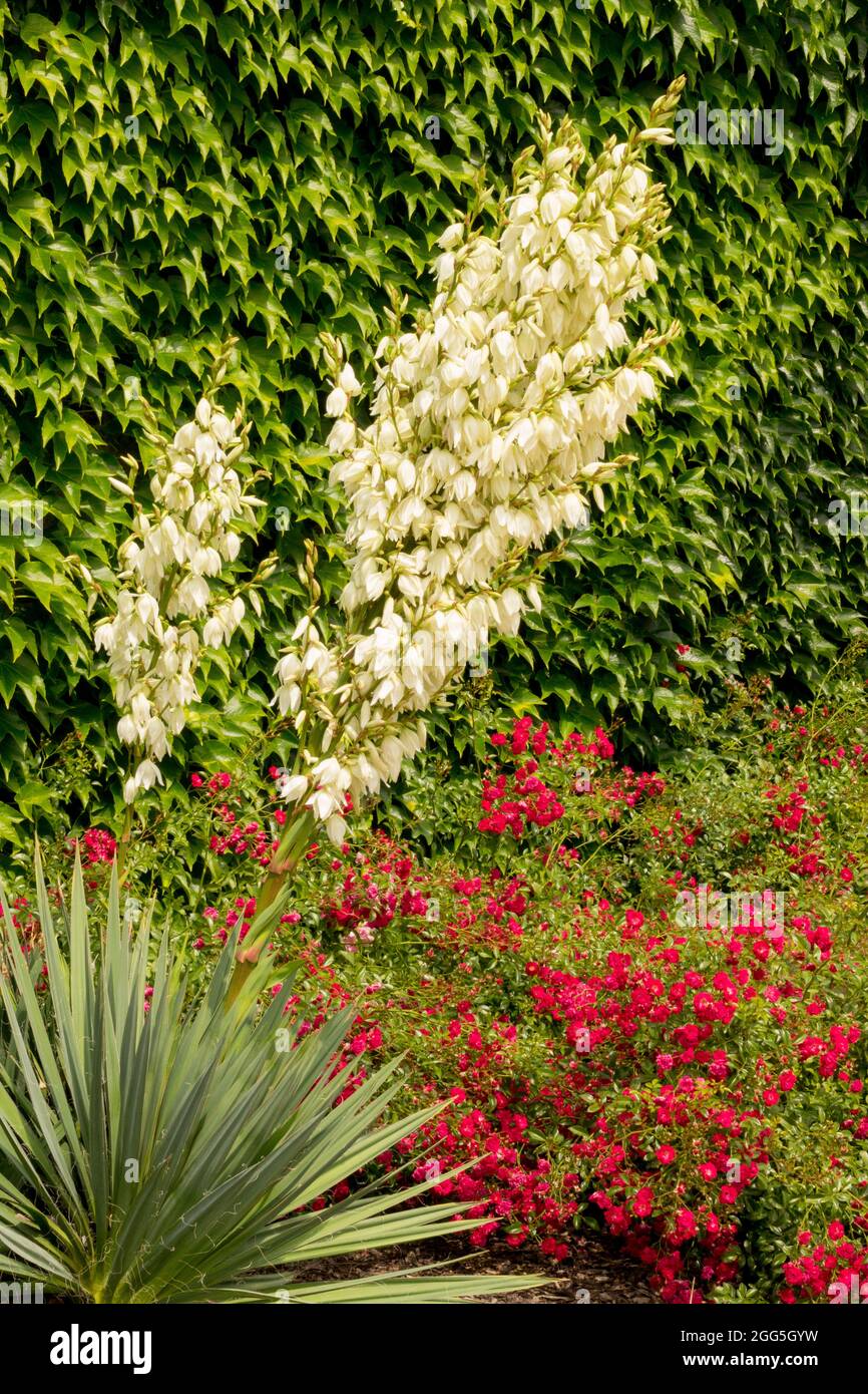 Yucca gloriosa pugnale spagnolo Yucca fiore giardino pianta rosso rosa Foto Stock