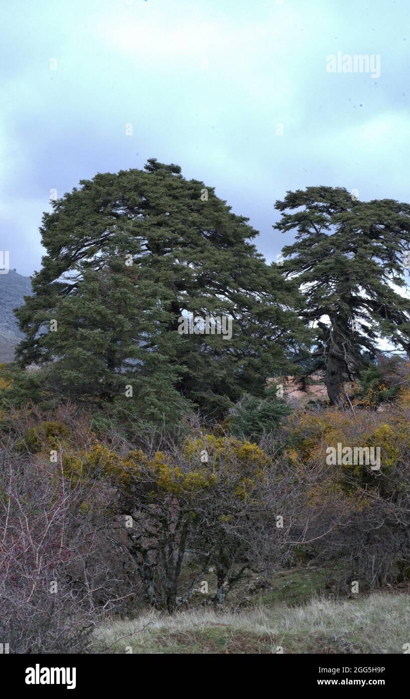 Abies pinsapo. Abete spagnolo Foto Stock