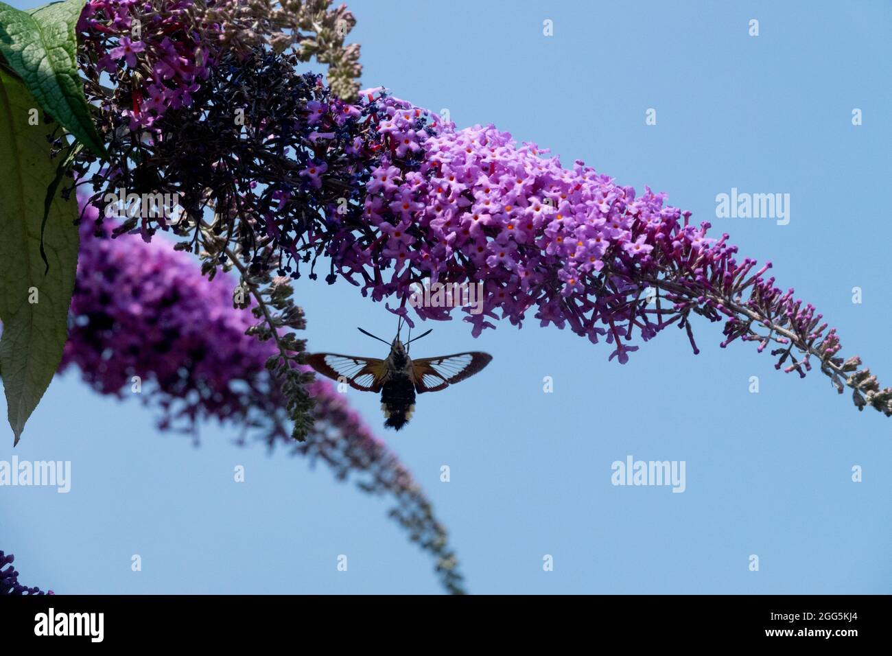 Bee Hawk-moth a largo raggio - Hemaris fuciformis sul fiore Buddhleja davidi Foto Stock