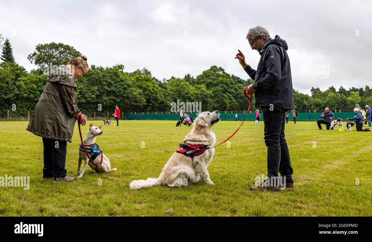 Pencaitland, East Lothian, Scozia, Regno Unito. 29 agosto 2021. Addestramento del cane: Il parco di avventura del cane Unleashed tiene un evento di addestramento del cane di carità gestito dai comportamentorists qualificati del cane per sollevare i soldi per il cane di Edimburgo e la sede del gatto. Nella foto: I cani e i loro proprietari imparano nuove abilità e comandi Foto Stock