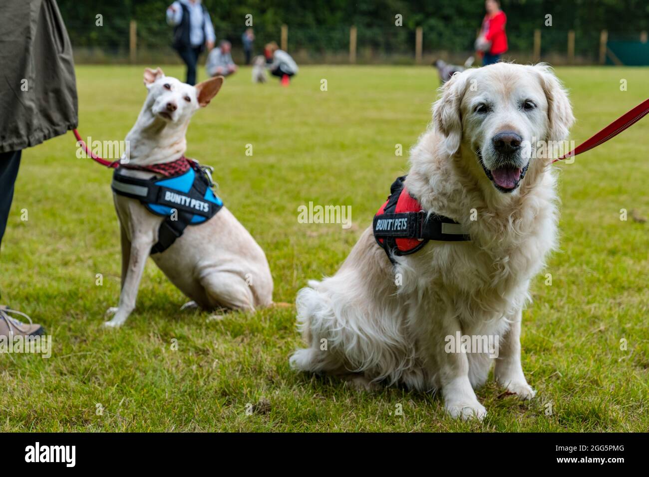 Pencaitland, East Lothian, Scozia, Regno Unito. 29 agosto 2021. Addestramento del cane: Il parco di avventura del cane Unleashed tiene un evento di addestramento del cane di carità gestito dai comportamentorists qualificati del cane per sollevare i soldi per il cane di Edimburgo e la sede del gatto. Nella foto: I cani e i loro proprietari imparano nuove abilità e comandi Foto Stock