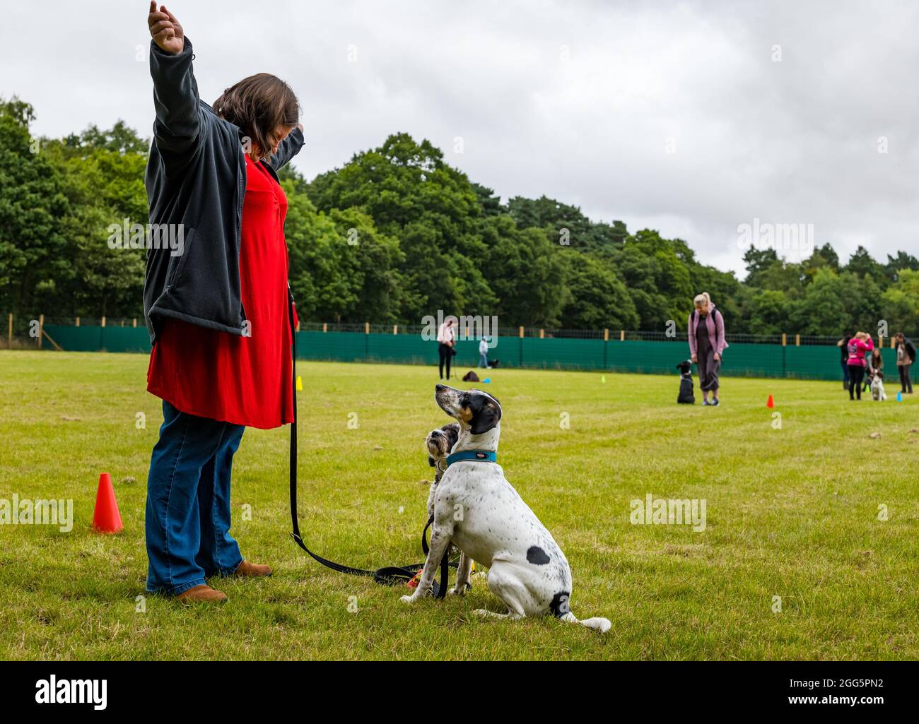 Pencaitland, East Lothian, Scozia, Regno Unito. 29 agosto 2021. Addestramento del cane: Il parco di avventura del cane Unleashed tiene un evento di addestramento del cane di carità gestito dai comportamentorists qualificati del cane per sollevare i soldi per il cane di Edimburgo e la sede del gatto. Nella foto: I cani e i loro proprietari imparano nuove abilità e comandi Foto Stock