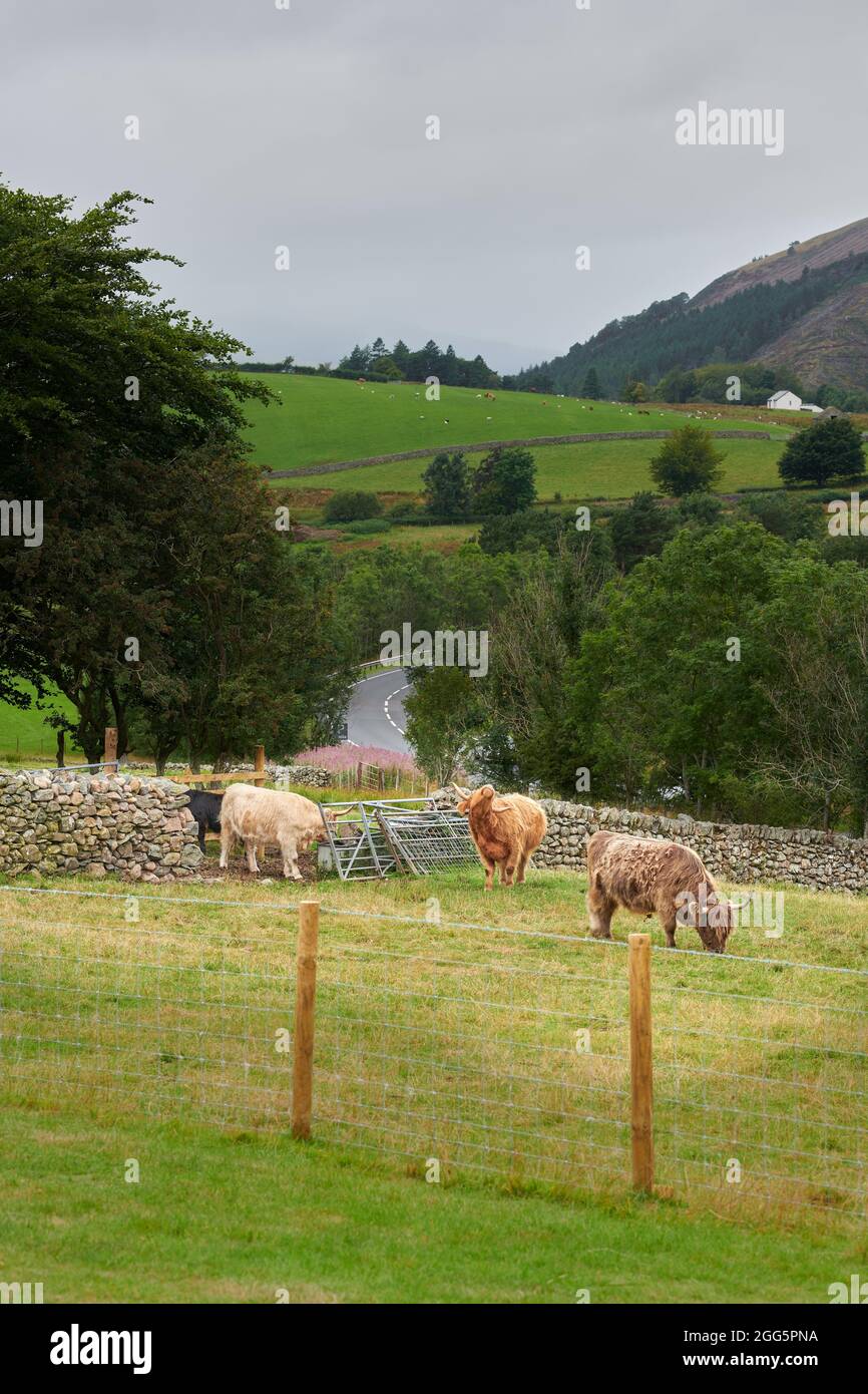 Bestiame pascolo su una fattoria nel Lake District, Cumbria. Foto Stock