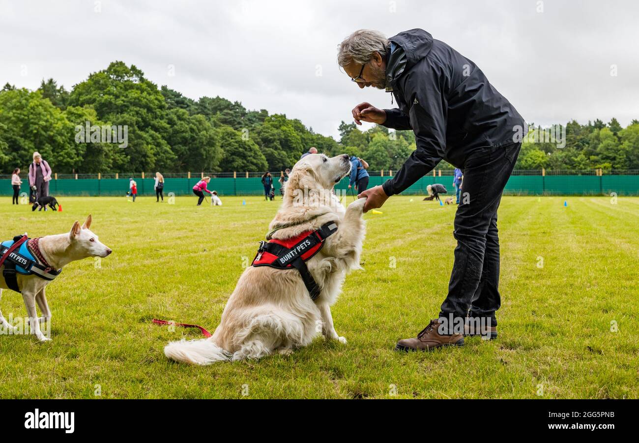 Pencaitland, East Lothian, Scozia, Regno Unito. 29 agosto 2021. Addestramento del cane: Il parco di avventura del cane Unleashed tiene un evento di addestramento del cane di carità gestito dai comportamentorists qualificati del cane per sollevare i soldi per il cane di Edimburgo e la sede del gatto. Nella foto: I cani e i loro proprietari imparano nuove abilità e comandi Foto Stock