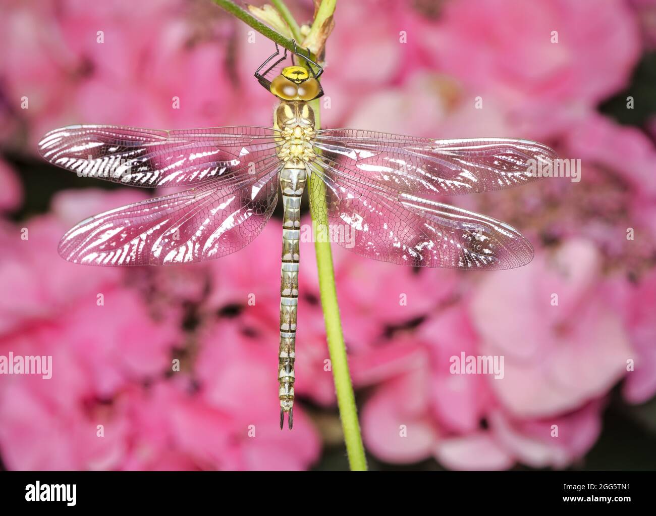 Macro di un dragnonflyon una pianta Foto Stock