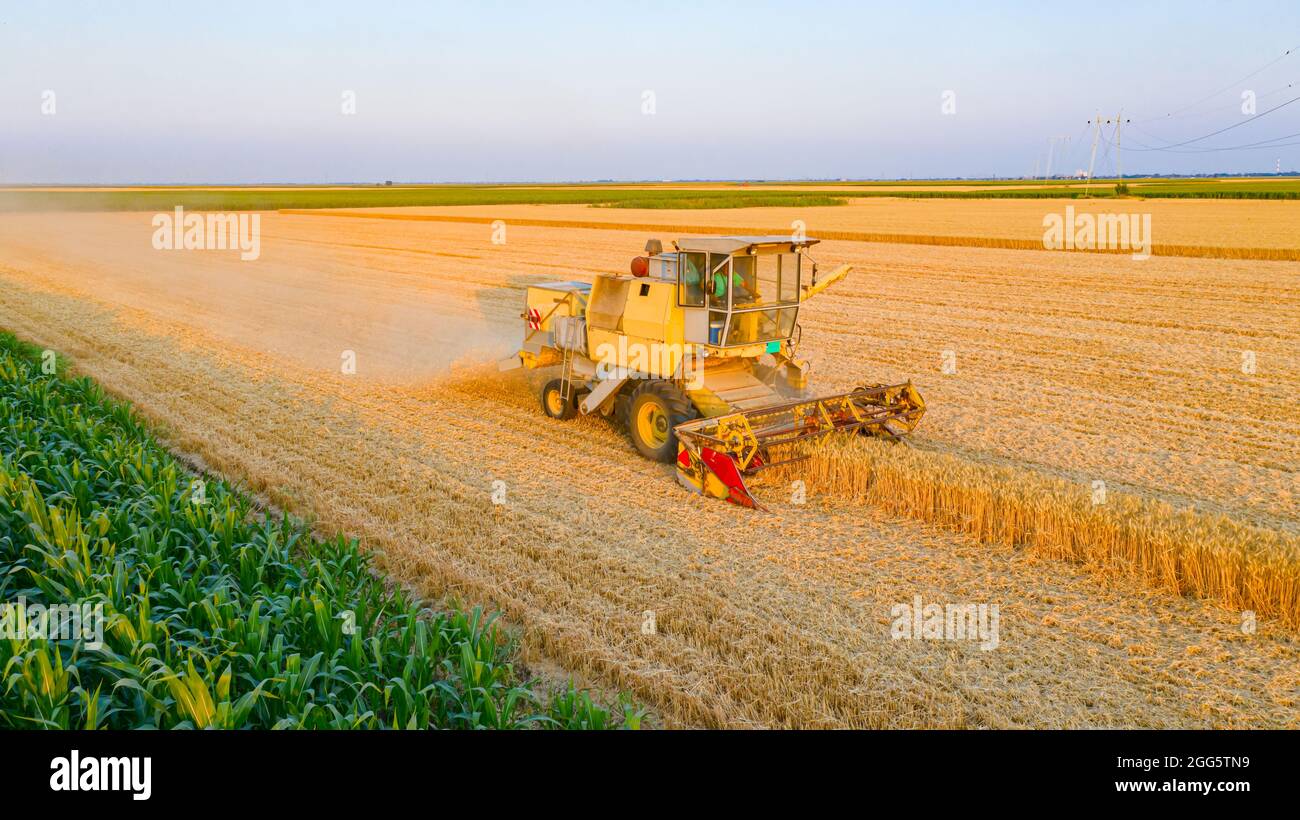 Vista aerea della vecchia mietitrebbia gialla, agricola, come taglio, raccolta di grano maturo su campi agricoli. Foto Stock