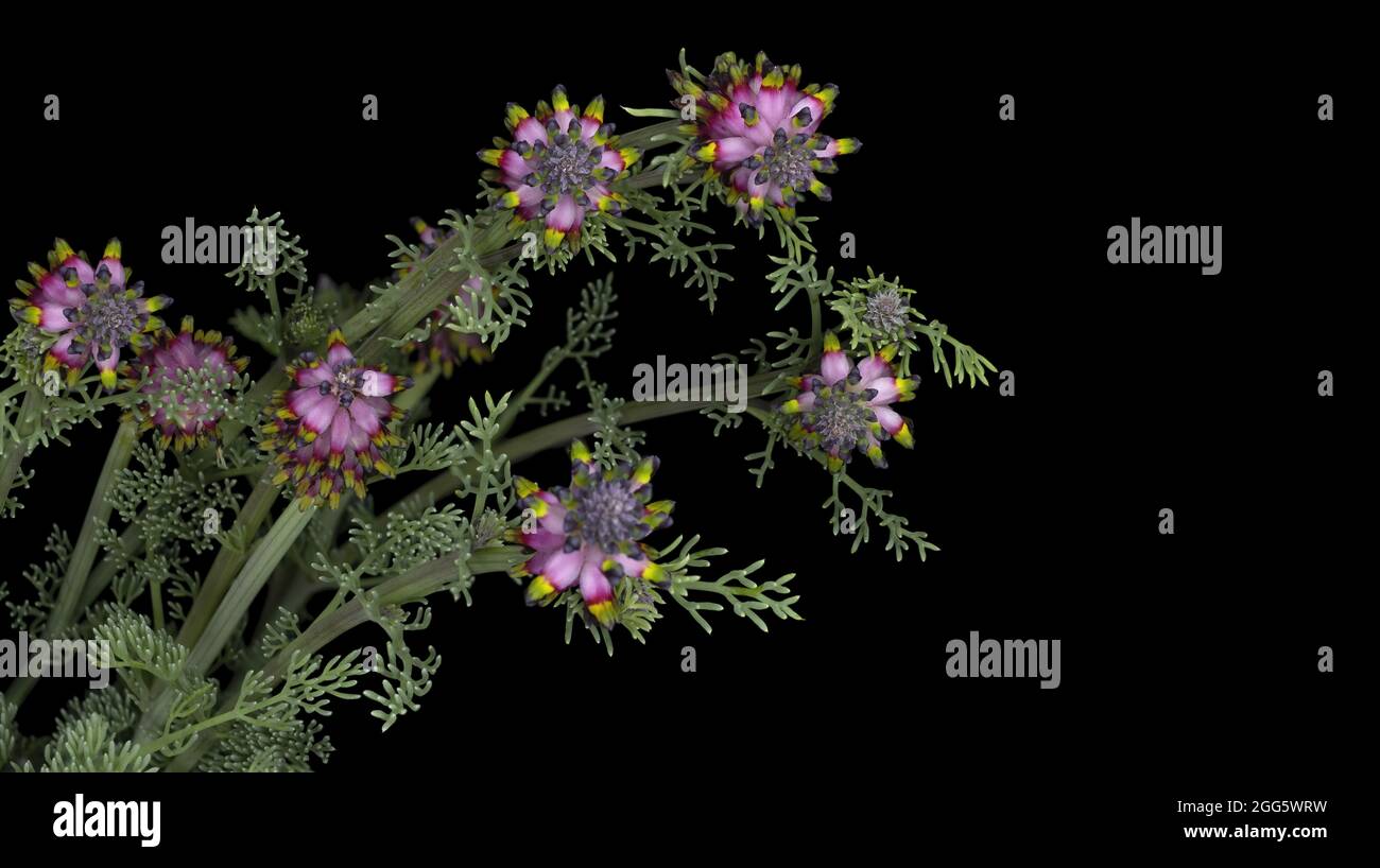 Platycapnos spicata, Platycapnos è una specie di piante da fiore appartenente alla famiglia delle papaveraceae Foto Stock